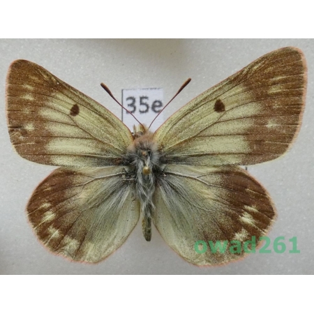 Colias cocandica Erschoff, 1874 Tadjikistan35e